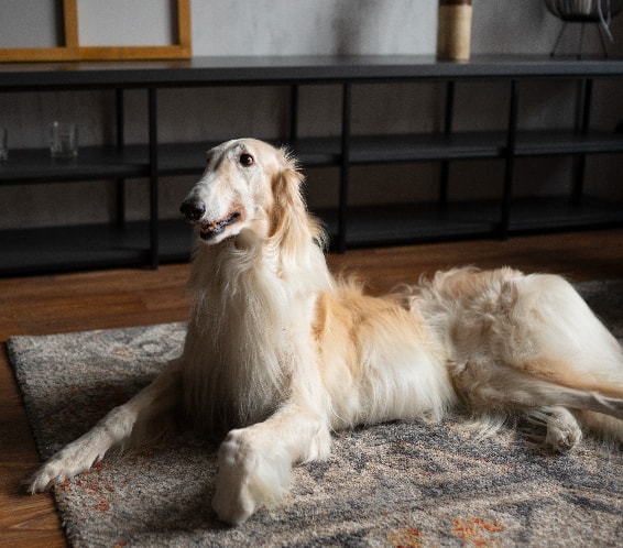 Borzoi descansando no chão de casa
