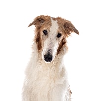 Borzoi
