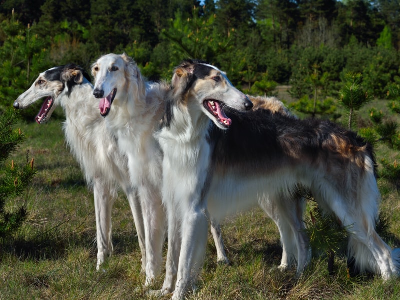 Borzoi em uma pose elegante