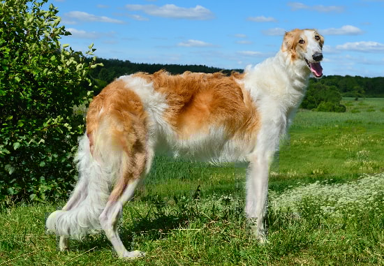 Borzoi em uma pose majestosa em um campo