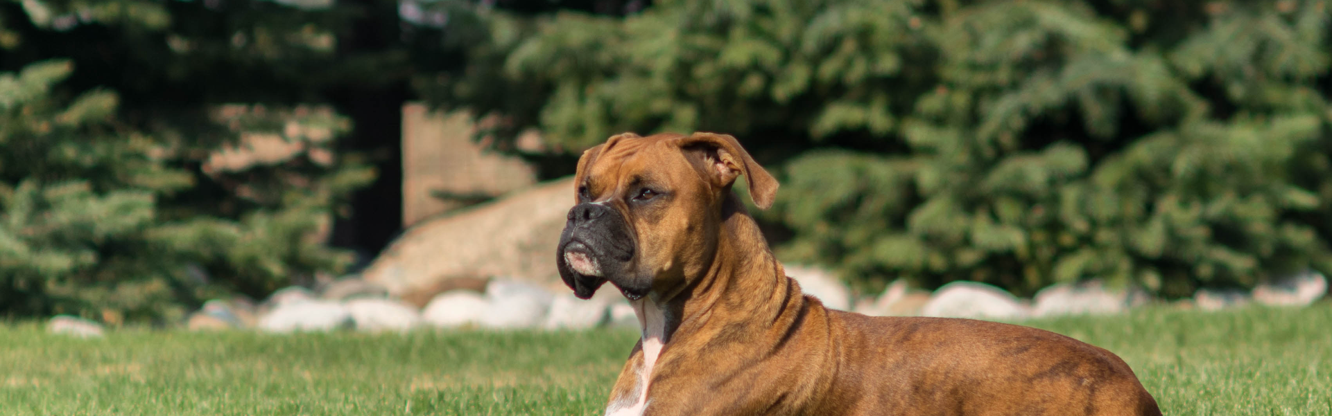 Boxer em pose atlética