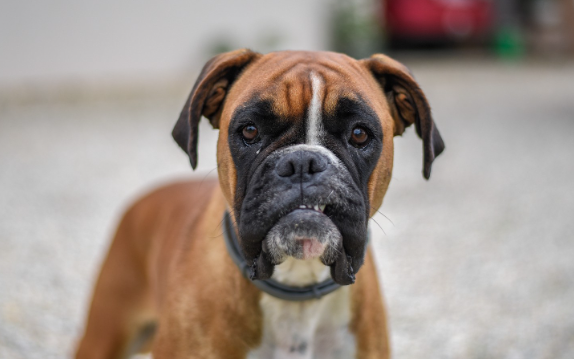 Boxer com pelagem curta