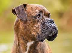 Boxer sendo escovado