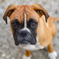 Cachorro Boxer