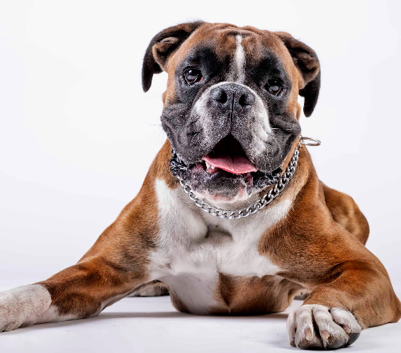 Boxer saudável