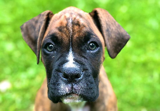 Boxer brincando com família