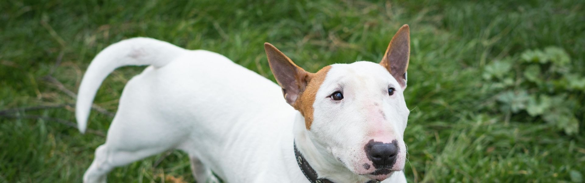 Bull Terrier Branco deitado no centro de uma sala após fazer bagunça com espuma de travesseiro