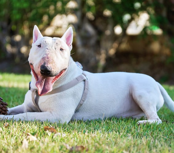 Bull terrier branco deitado na grama com a lingua de fora segurando uma pinha