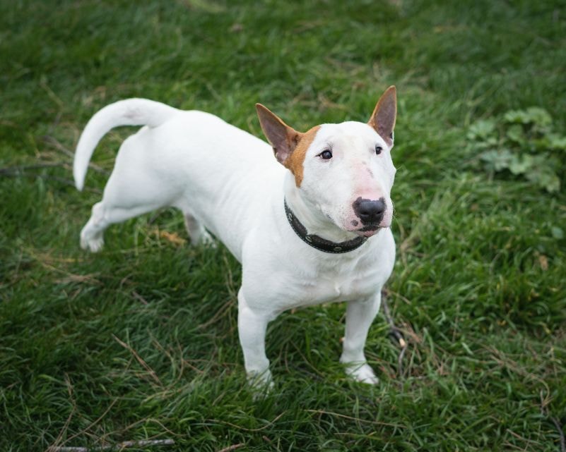 Bull Terrier Branco deitado no centro de uma sala após fazer bagunça com espuma de travesseiro