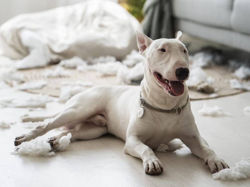 Bull Terrier Branco deitado no centro de uma sala após fazer bagunça com espuma de travesseiro