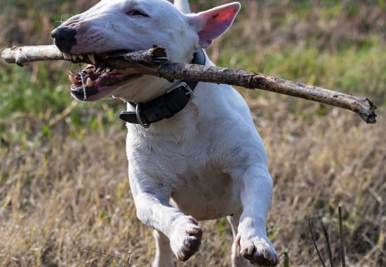 Bull Terrier Branco correndo no campo com um galho na boca