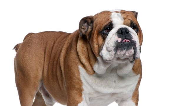 Buldogue inglês descansando ao ar livre