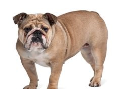 Buldogue inglês descansando em um campo verde