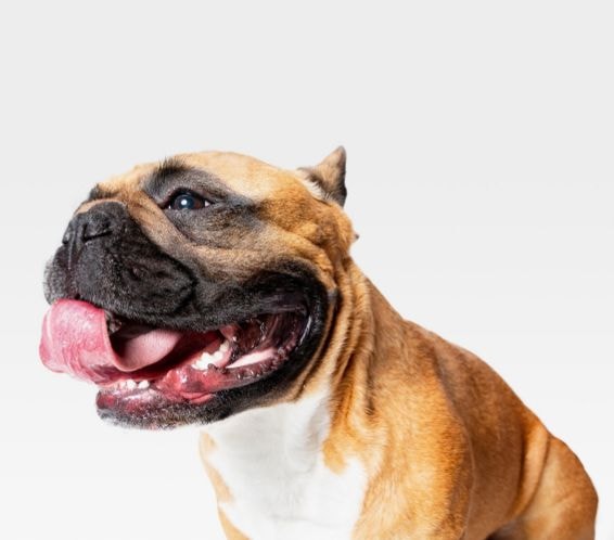 Buldogue inglês com pelagem curta e lisa