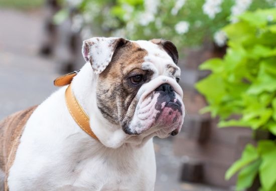 Buldogue inglês relaxando no sofá com um olhar carinhoso