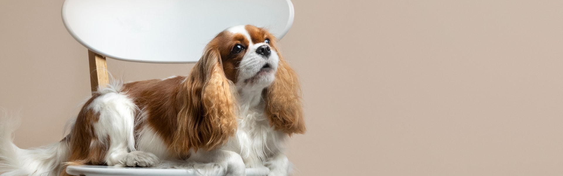 Cavalier King Charles Spaniel em uma pose elegante