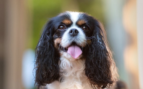 Cavalier King Charles Spaniel com pelagem sedosa