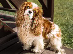 Cavalier King Charles Spaniel sendo cuidado