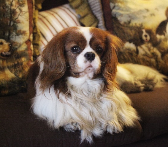 Cavalier King Charles Spaniel descansando
