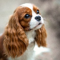 Cavalier King Charles Spaniel