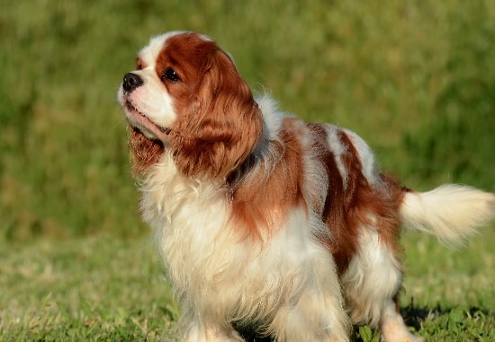 Cavalier King Charles Spaniel interagindo com tutor