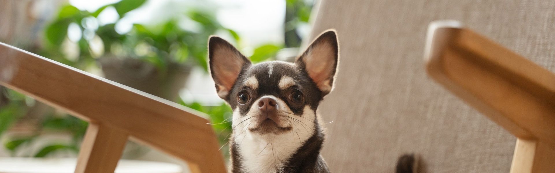 Chihuahua preto com olhos brilhantes e linguinha para fora