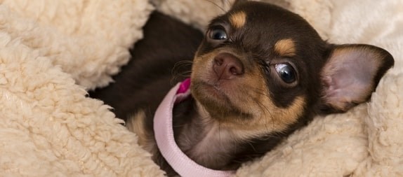 Chihuahua marrom enrolado em uma coberta rosa