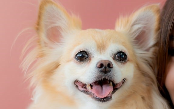 Chihuahua loiro sorrindo com olhos brilhantes