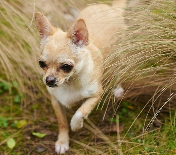 Chihuahua loiro caminhando na mata