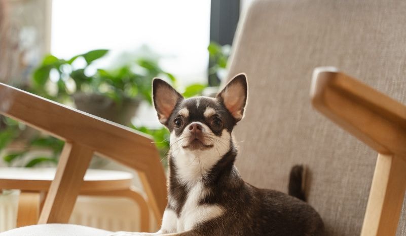 Chihuahua preto com olhos brilhantes e linguinha para fora