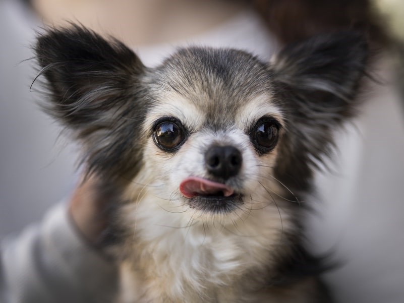 Chihuahua preto com olhos brilhantes e linguinha para fora