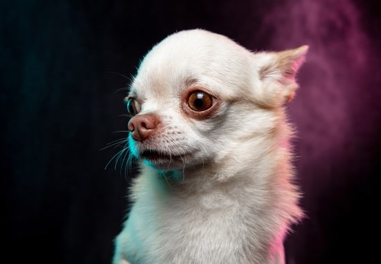 Chihuahua branco com olhos castanhos em um estúdio com fundo preto