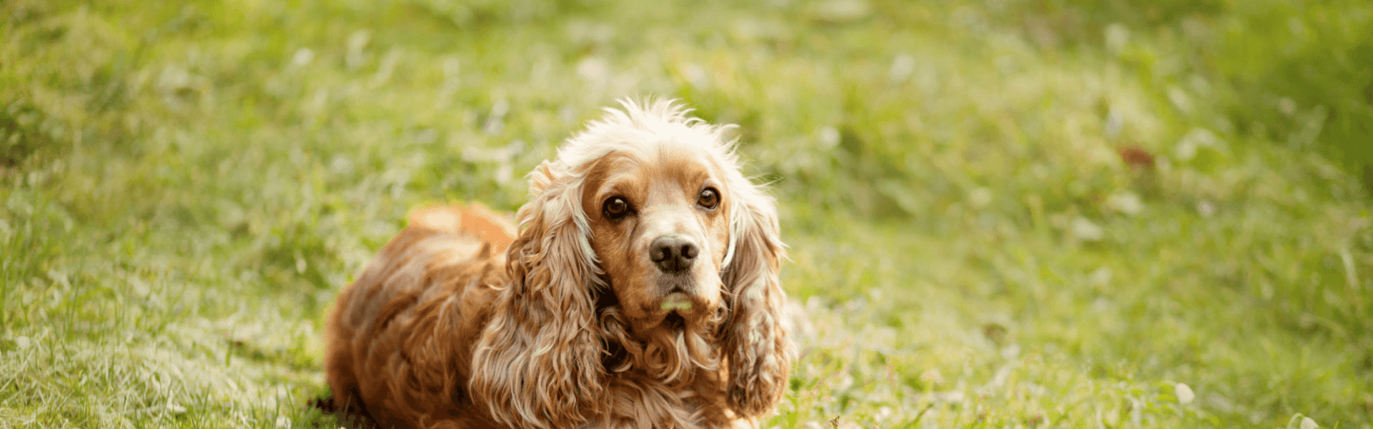 Cocker Spaniel com pelagem brilhante