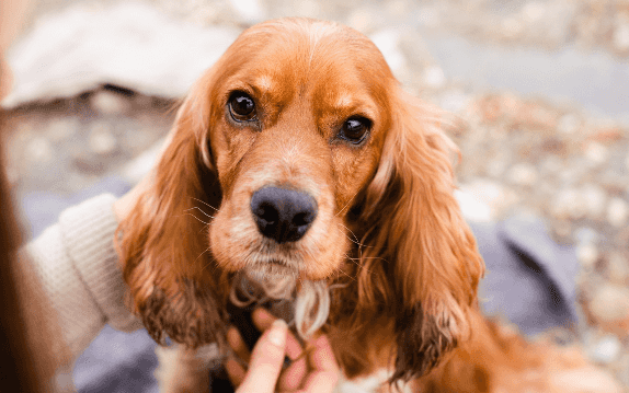 Cocker Spaniel com pelagem ondulada
