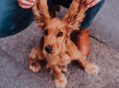Cocker Spaniel em treinamento