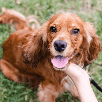 Cocker Spaniel sorrindo