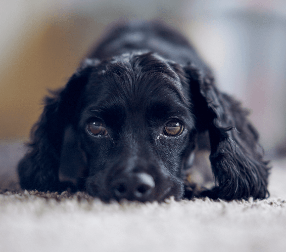 Cocker Spaniel saudável