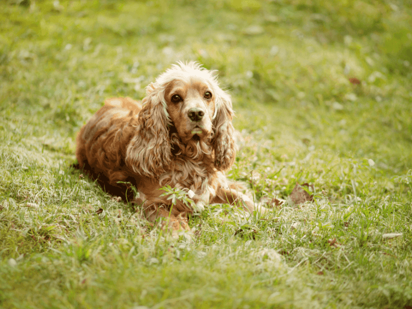 Cocker Spaniel com pelagem brilhante