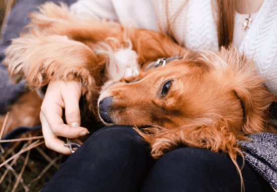 Cocker Spaniel brincando