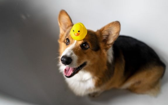 Welsh Corgi filhote