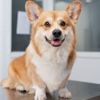 Welsh Corgi