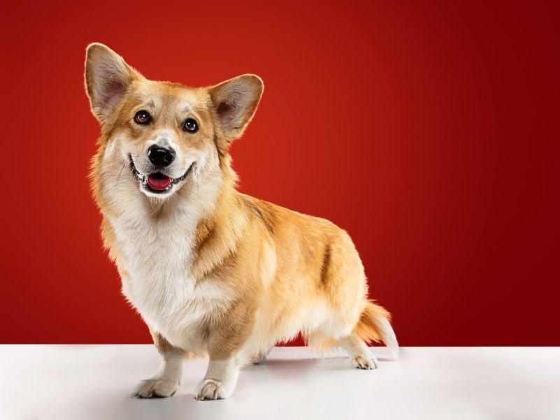 Welsh Corgi ao ar livre