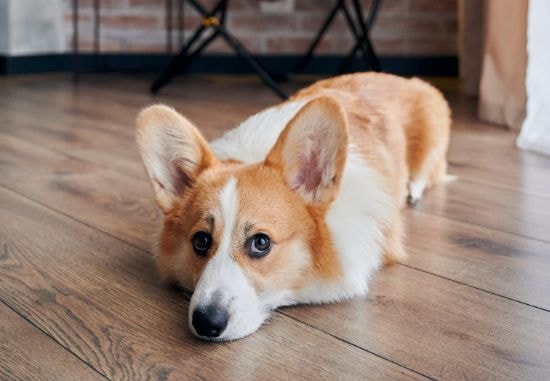 Welsh Corgi em treinamento