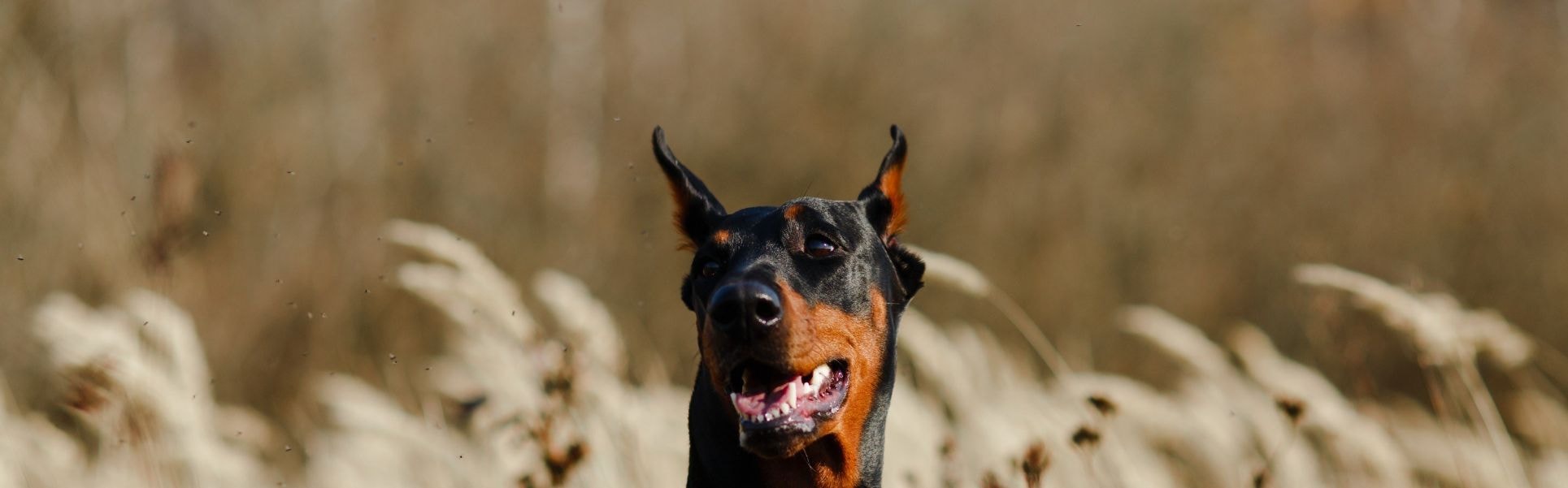 Dobermann preto com manchas marrons de boca aberta