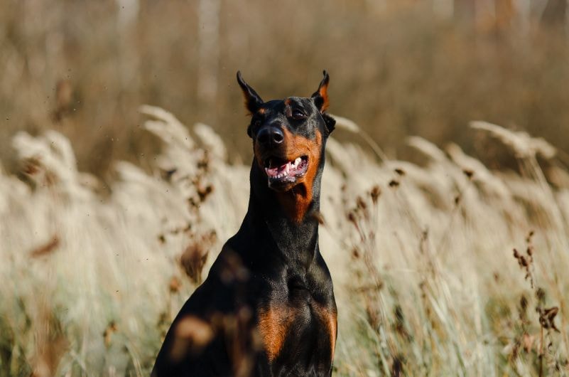 Dobermann preto com manchas marrons de boca aberta