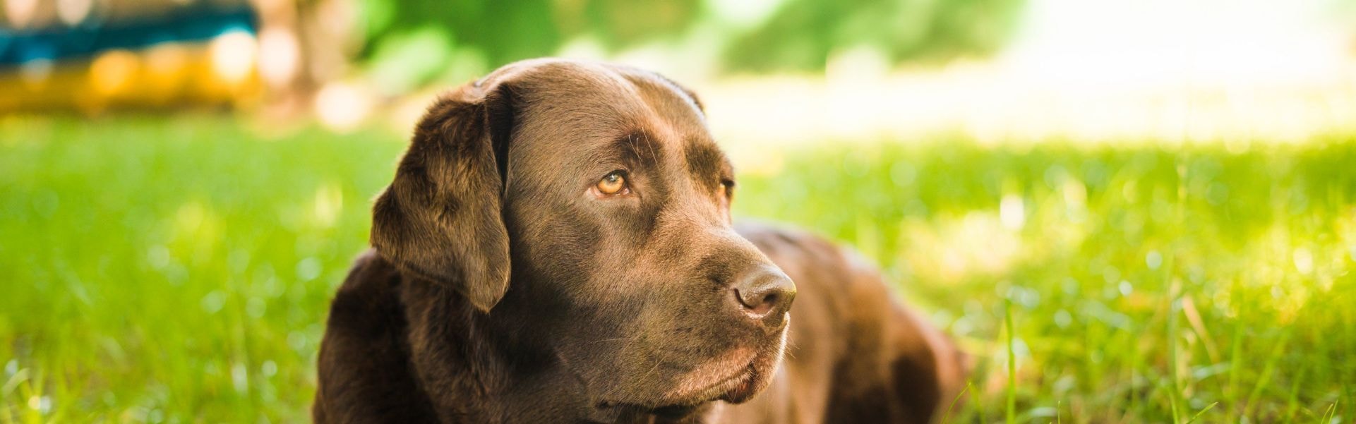 Dogue Alemão preto em pé no campo