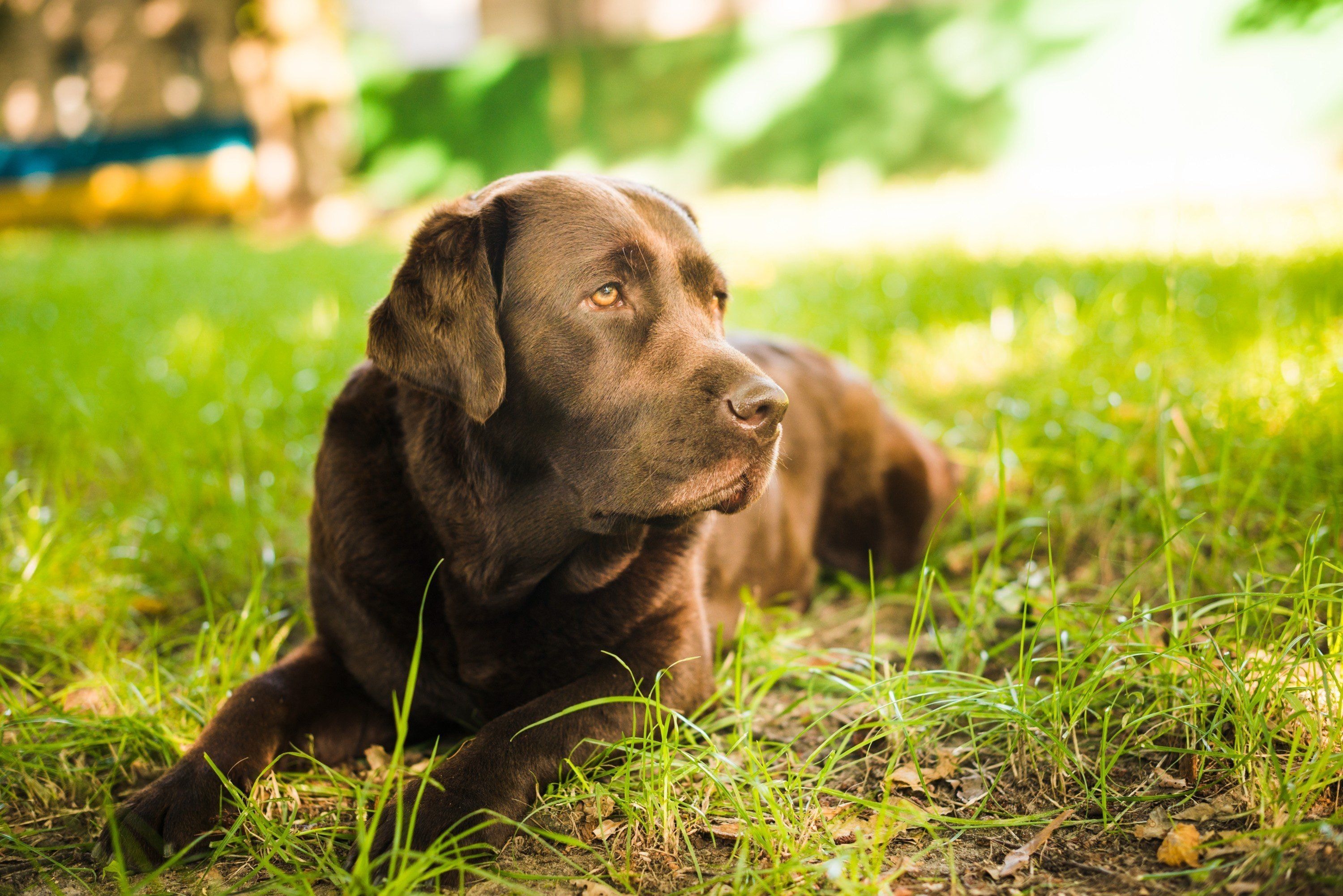 Dogue Alemão preto em pé no campo