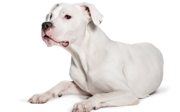 Dogo Argentino com pelagem curta e branca