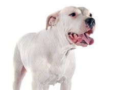 Dogo Argentino deitado em um campo ao pôr do sol