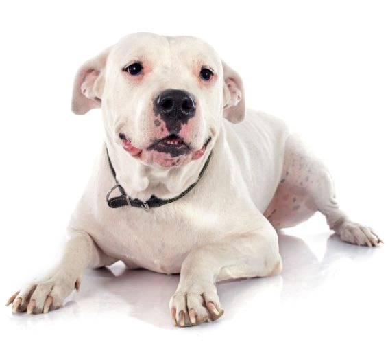 Dogo Argentino descansando ao ar livre